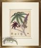 Andrews Botanicals in Gold Frame 05